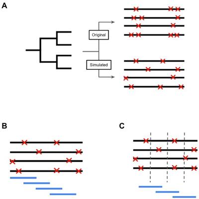 Selective sweep sites and SNP dense regions differentiate Mycobacterium bovis isolates across scales